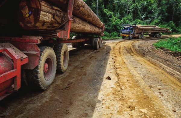 Export value of  timber products  to decline: Kok