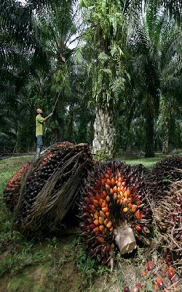 Rspo's update on principles and criteria has no impact on Sime Darby, ioi: Moody's