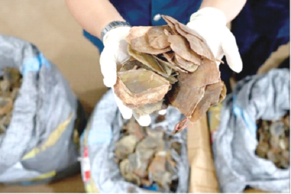 Malaysia disposes seized pangolin  scales worth RM36.617m