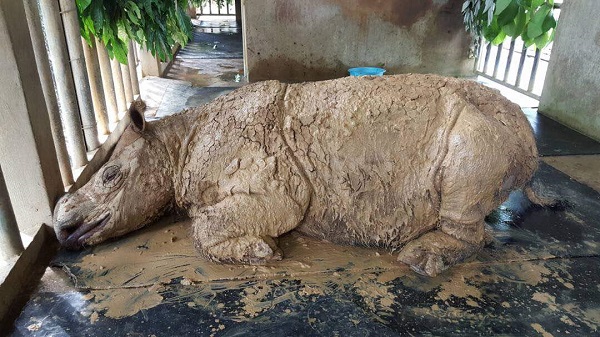 Time is running out to save Sumatran rhino species