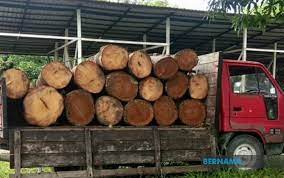 Sabah records 25pc growth in timber exports